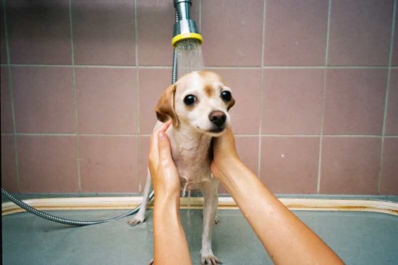A small dog being rinsed in a grooming bath