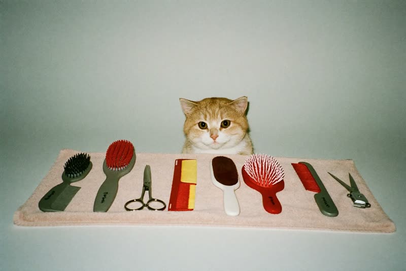 Grooming brushes, combs and clippers laid out on a towel