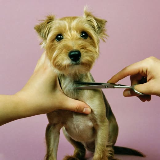 A small terrier having its coat scissor-trimmed
