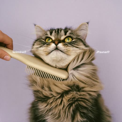 A long-haired cat being brushed