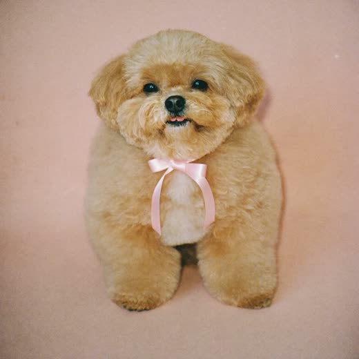 A freshly groomed small dog with a tidy coat